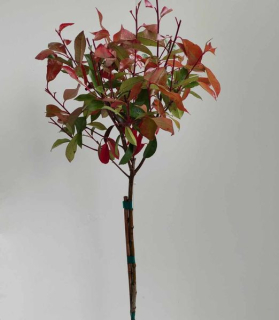 Červienka Red Robin na kmeni 100cm